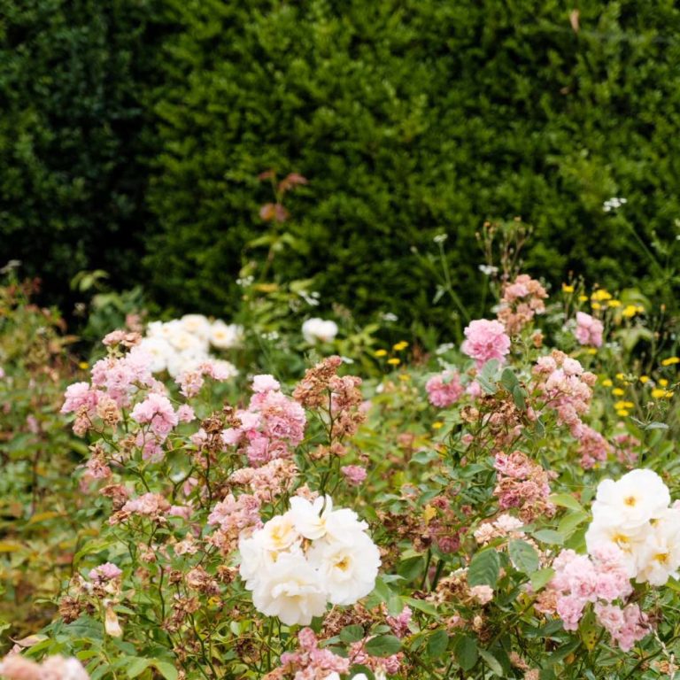 hotel-le-domaine-de-primard-fontenille-fleurs-jardins-parc